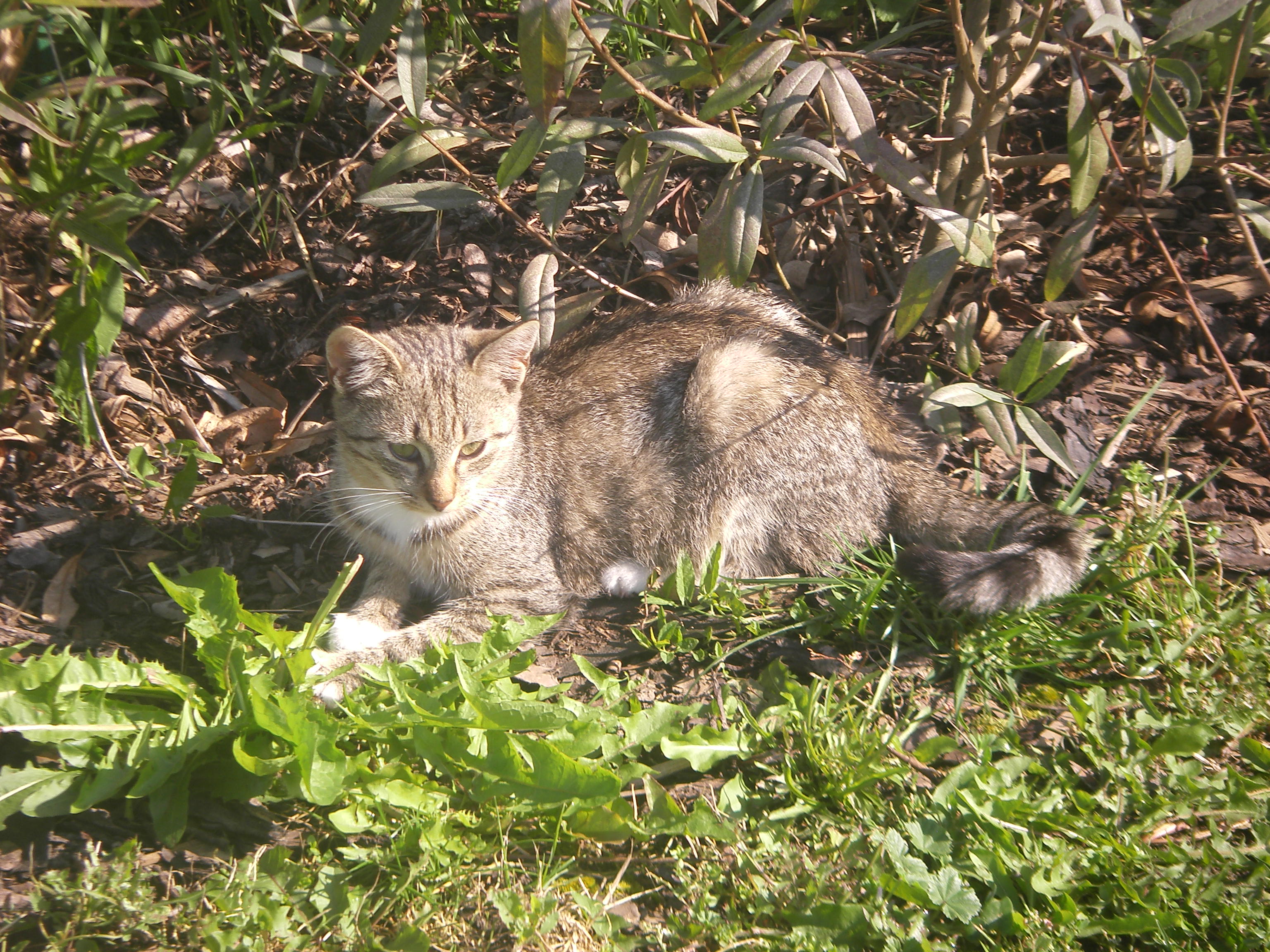 Mourinka