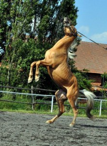 horse_grande_jaune-_2big.jpg